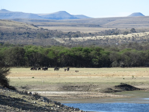 Buffalo watching the fly fishing action, Wild Fly Fishing in the Karoo, South Africa
