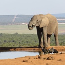 African Elephant on an A&A Adventure in South Africa