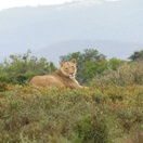 African Lion, posing for a picture on an A&A Adventure in South Africa&#39;s Eastern Cape Province