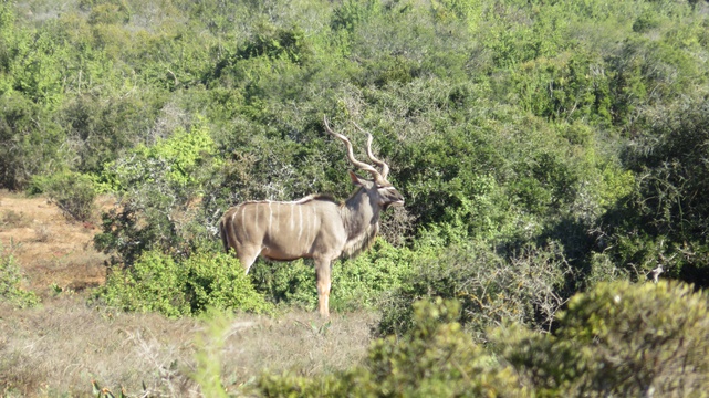 Kudu tend to move and cross roads early morning and evening. Be vigilant when travelling at night.