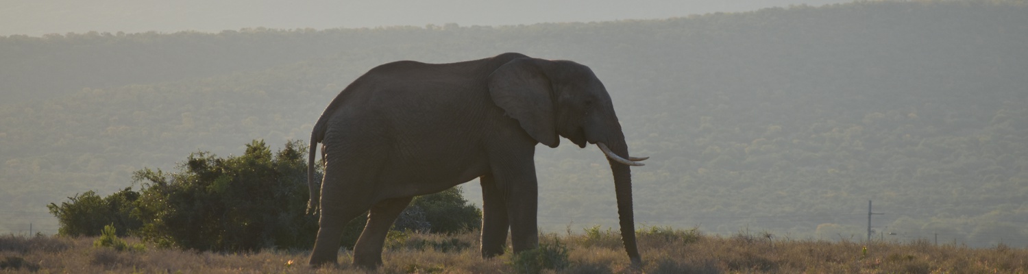 African Elephant at Addo Elephant National Park, A&A Adventures in South Africa