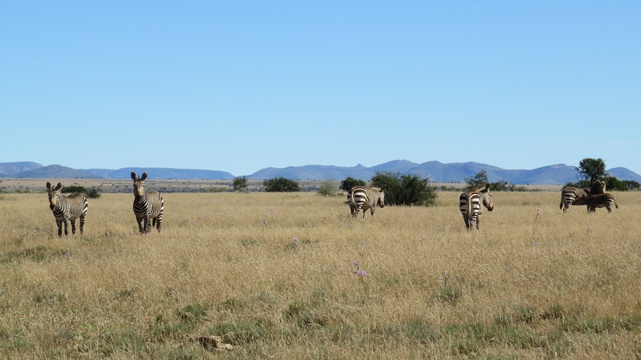 Mountain Zebra National Park with A&A Adventures, South African Safari