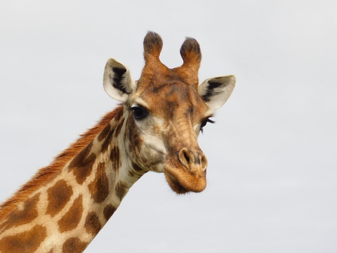 Giraffe, photographed on an A&A Adventures Experience in the malaria free Eastern Cape of South Africa
