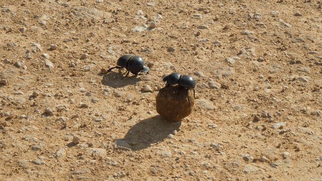 Flightless dung beetle in Addo Elephant National Park with A&A Adventures