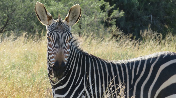 Cape Mountain Zebra at the Mountain Zebra National Park with A & A Adventures