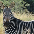 Cape Mountain Zebra at the Mountain Zebra National Park with A & A Adventures