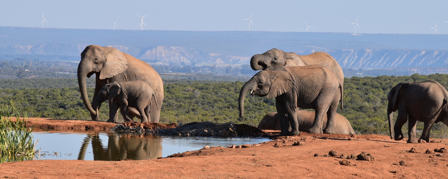 African Elephants at Addo Elephant National Park with A&A Adventures in South Africa