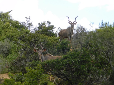Beautiful Kudu bull at Addo Elephant National Park, with A&A Adventures