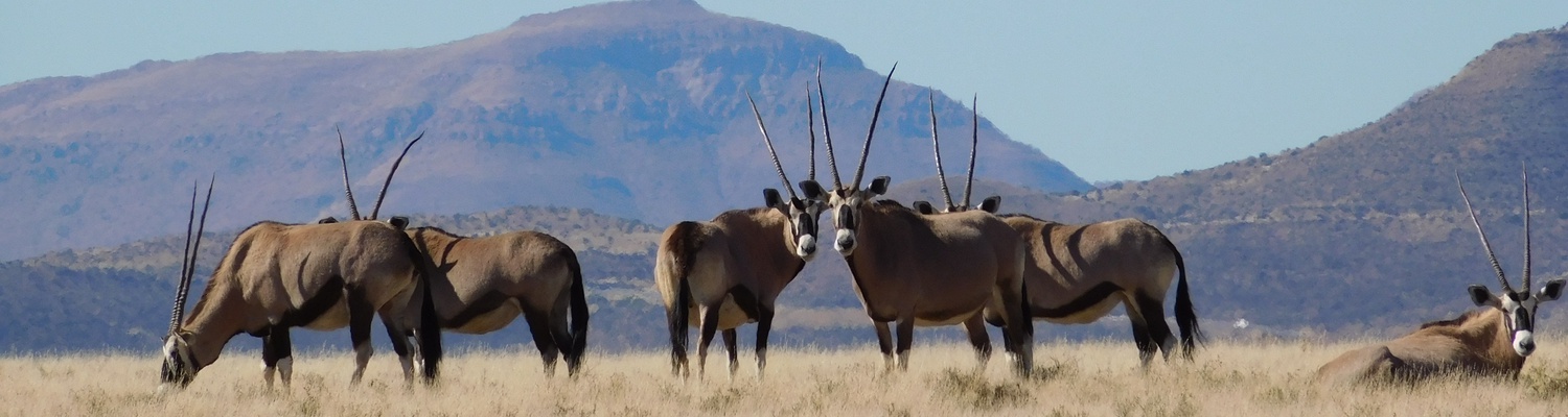 Gemsbok at the Camdeboo National park with A&A Adventures