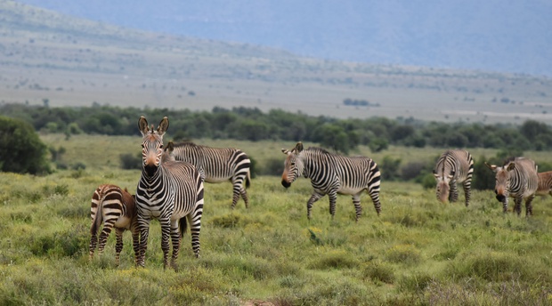 Mountain Zebra National Park, with A&A Adventures in South Africa