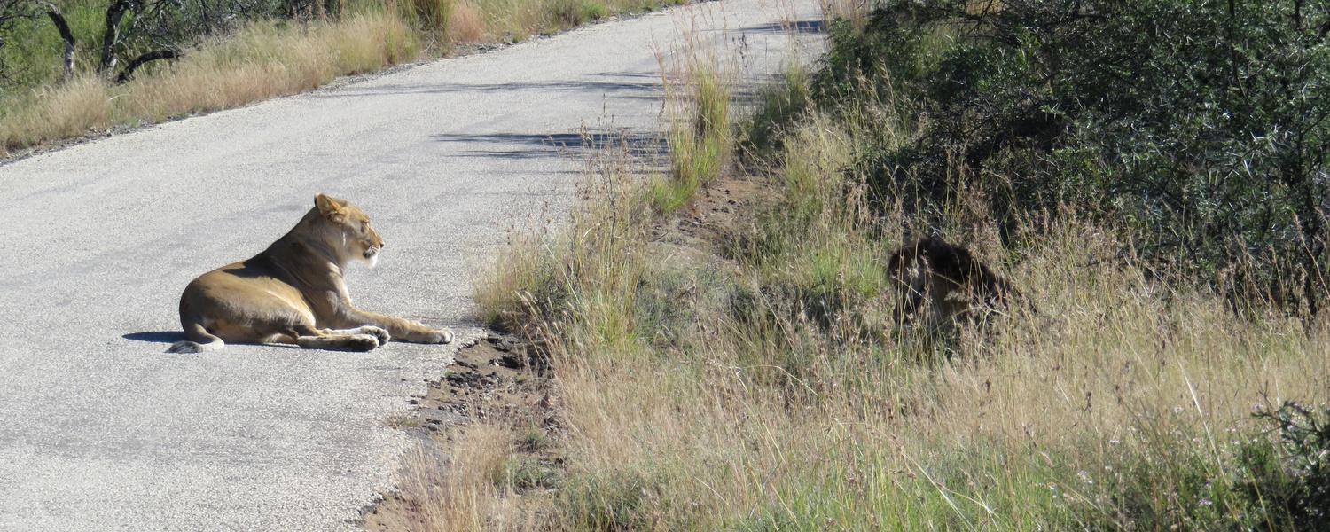 Female lion at Mountain Zebra National Park with A & A Adventures
