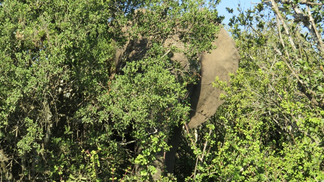 The elusive African Elephant, hiding in plain sight, or is she? 
